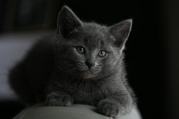 Découvrez les jumelles idéales pour l'ornithologie enthousiaste