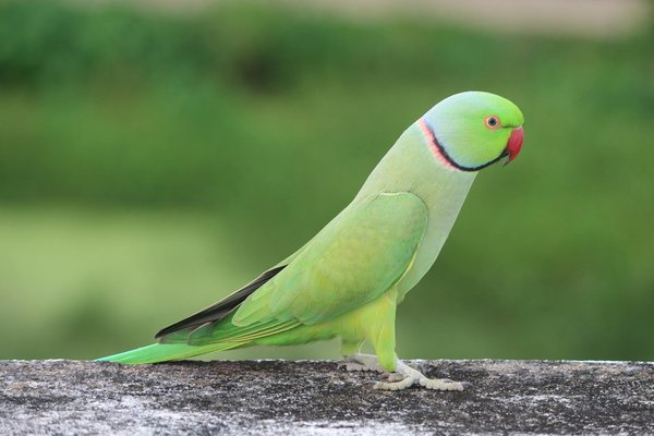 Bienvenue dans le monde des chats siamois