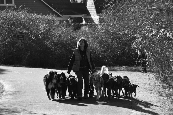 Boutique de friandises naturelles pour chien : le choix sain et gourmand