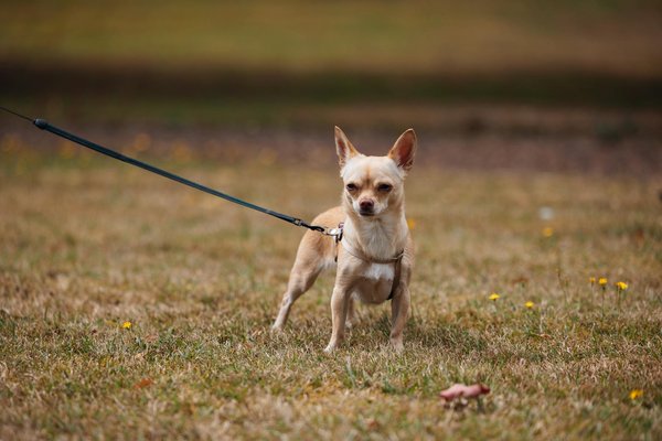 Ce qui fait du chat Sphinx une race unique