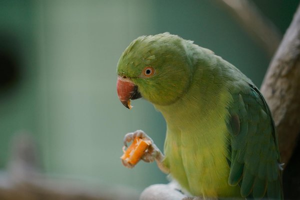 Quels sont les jouets les plus appréciés par les chiens