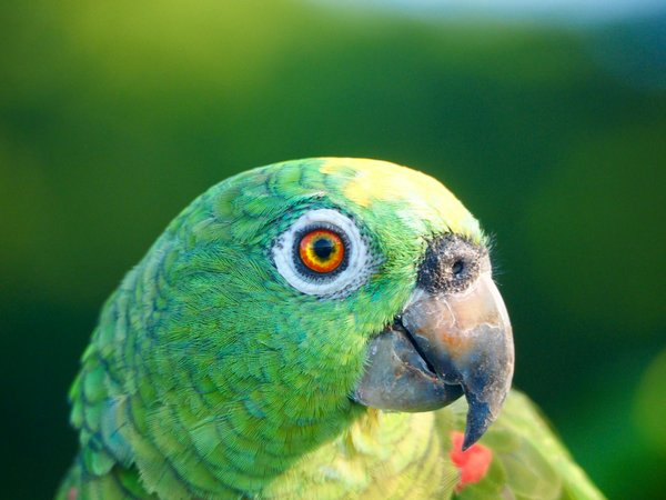 Shih tzu : guide pour adopter et répondre à ses besoins essentiels