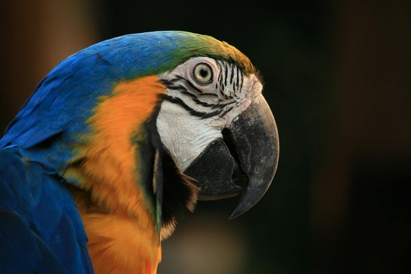 Chats de race pure : comment confirmer leur authenticité