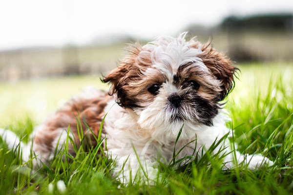 Le compagnon idéal : adoptions et besoins du chien shih tzu